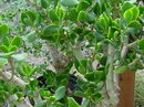 silver dollar plant